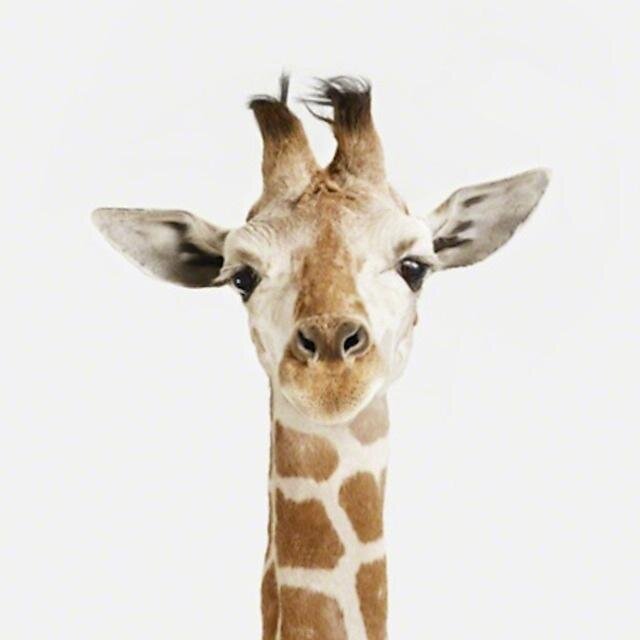 hyperrsensitive's profile picture. 