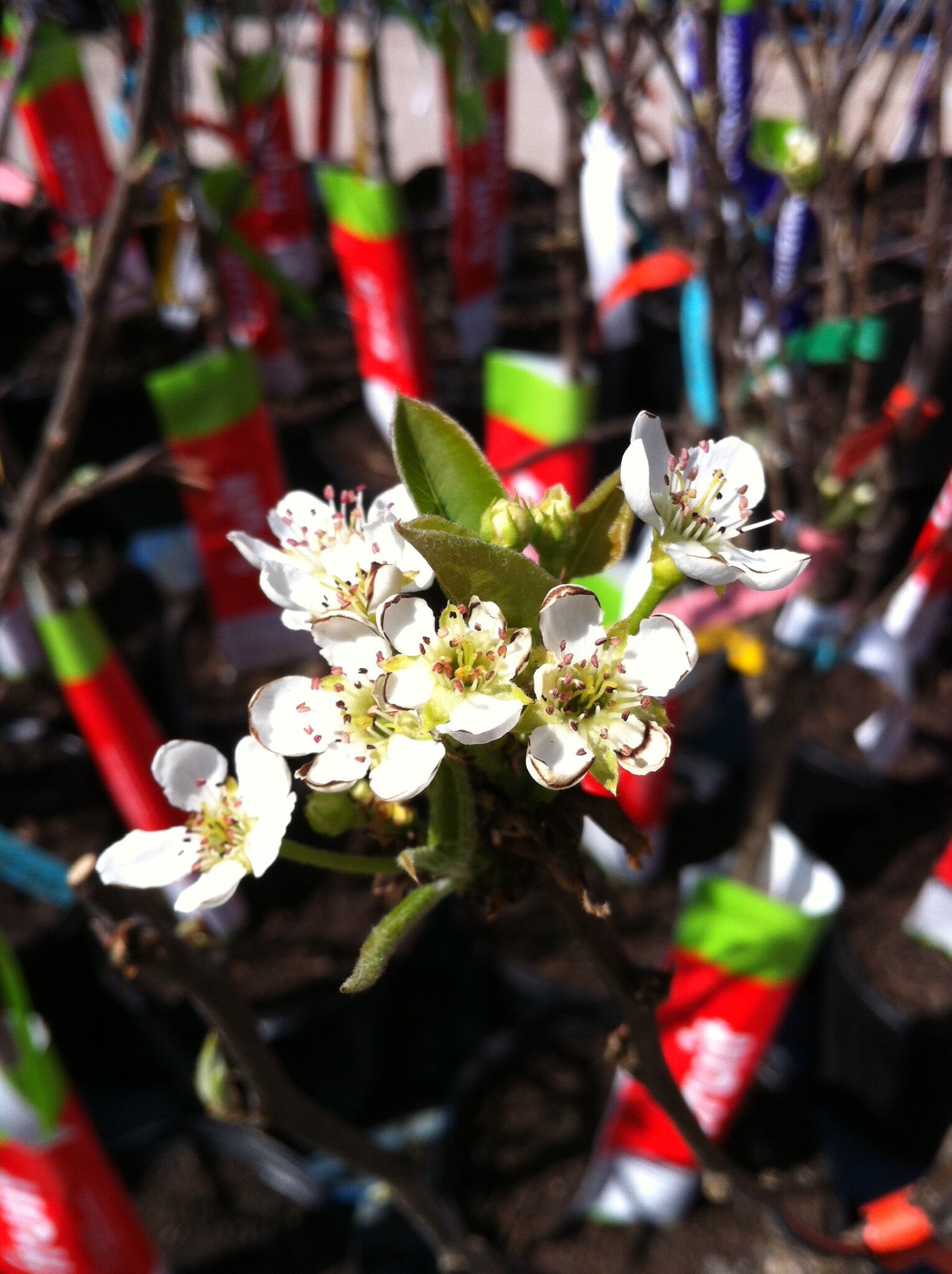 BekBekBek6's profile picture. Foodie pharmacy assistant and science fiction enthusiast