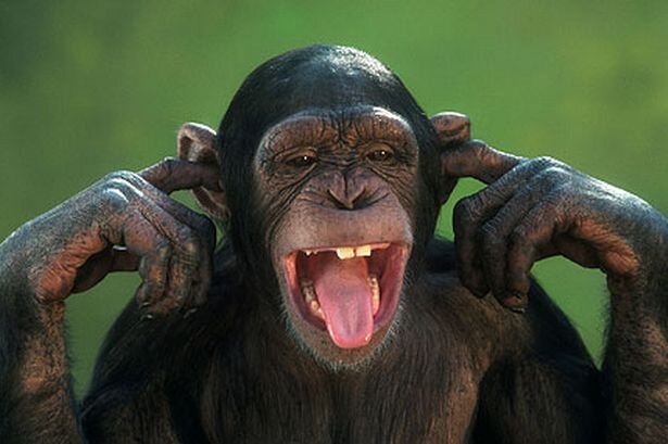 ignoranceplague's profile picture. Why are there still monkeys? Where are the transitional fossils? I've never seen a crocoduck! #Evolution