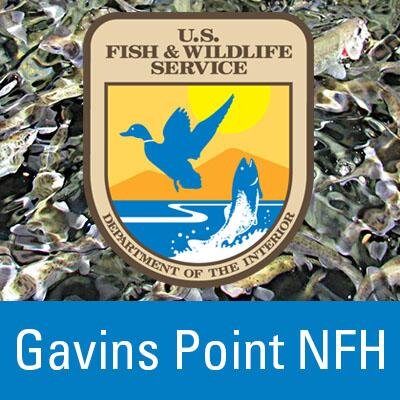GavinsPointNFH's profile picture. We are a unique hatchery that raises cold, cool and warm water fish. However, our primary work is with endangered pallid sturgeon and vulnerable paddlefish.