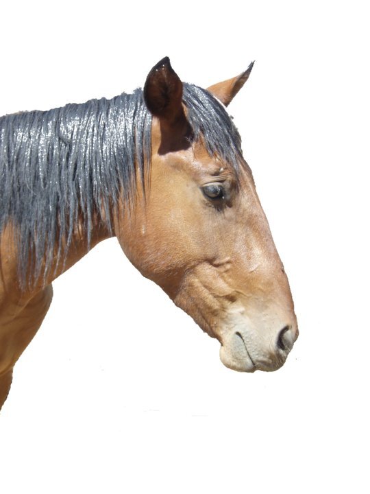 Helping captive wild horses and burros transition to a life with people.