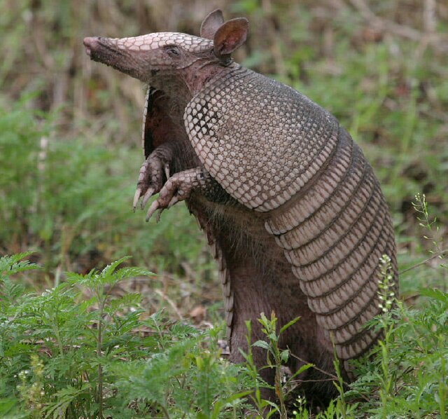 I love all things armadillo and apologetics... now if I can just figure out how to combine the two