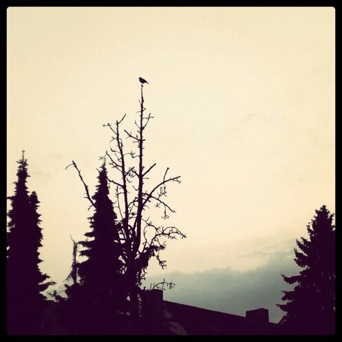 Tweeting from the top.
