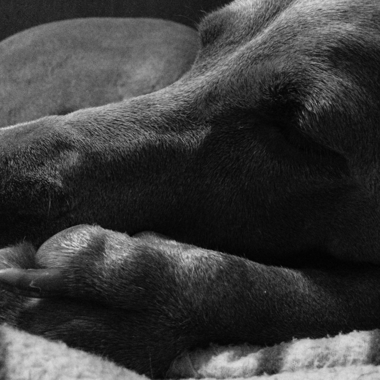 ilikefilm's profile picture. I like animals more than people and I will take things out of context