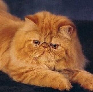 Kissat, cats