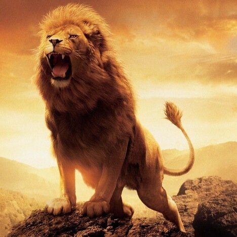 The righteous are bold as a lion. (Proverbs 28:1)