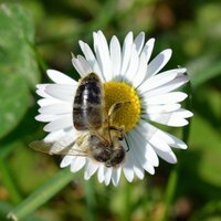 jeanpierreb (@jeanpierreb33) 's Twitter Profile