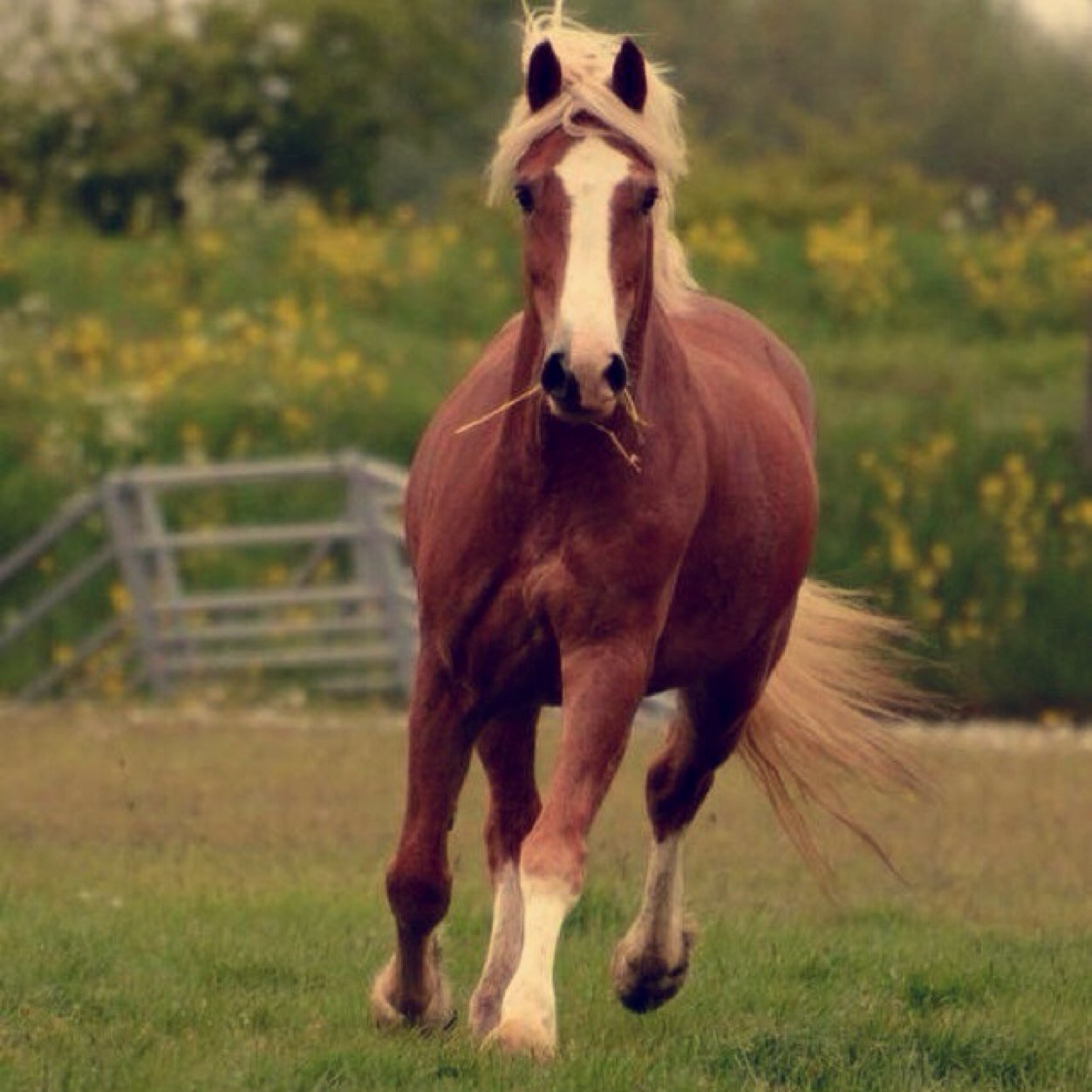 Paardje van de week is Ivaldo!♡ Volg ons als je van paarden houdt! ♡ Op naar de 750 volgers! ♡ since 18-11-2013!