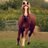 paardjes_love's profile image