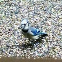 Kathleen Mode (@celticqueen7) 's Twitter Profile