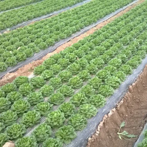 DieguilloJose's profile picture. Técnico en agricultura ecológica. Hijo del Dieguillo y una Pacorrina.