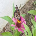 Marlin Harris - @marlinharri467 - Twitter