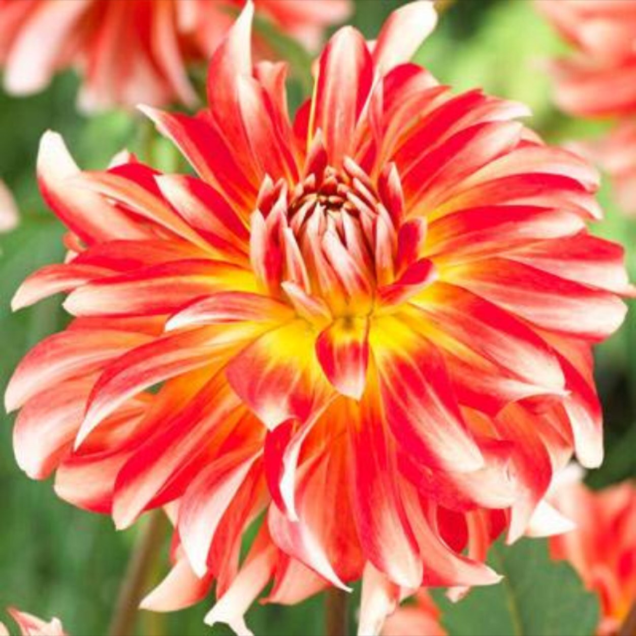 newlandshomegar's profile picture. A family-run business focusing on providing superb service. We've received Bord Bia's 5 Star Garden Centre Award in successive years. Contact Tel 01-4592013