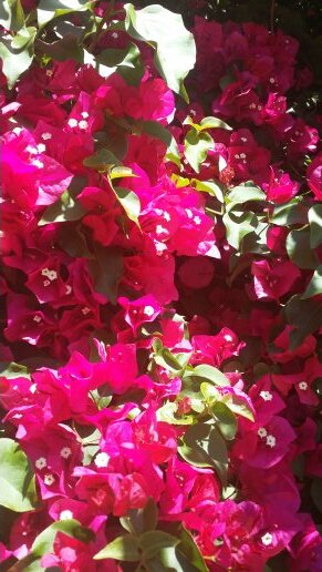 cafeteriaarthe's profile picture. vida