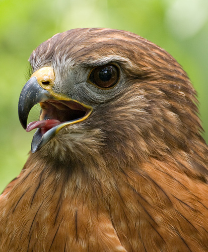 RHHS Counselors Profile