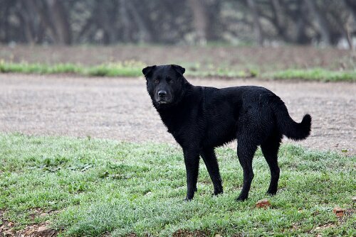 rokechaves's profile picture. 