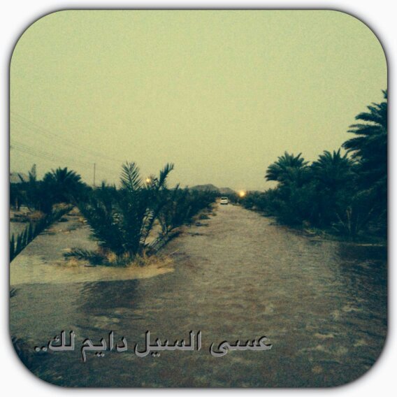 المدينة المنورة                                                      سليلة عنزه