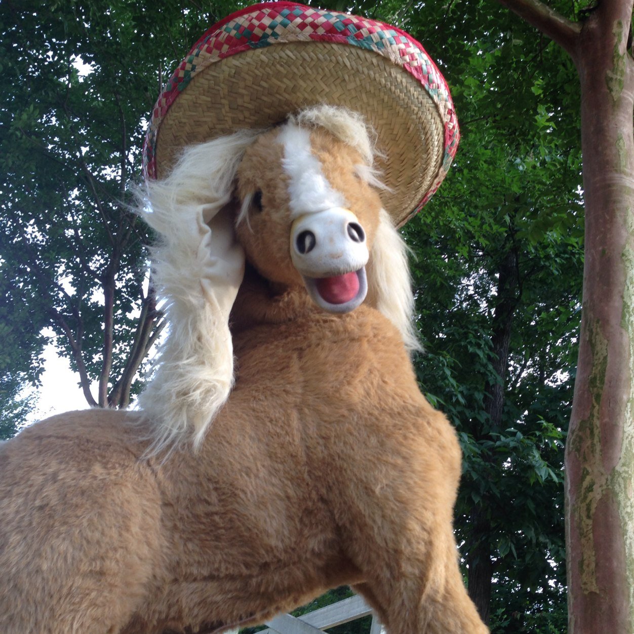 Just a young horse living her life!