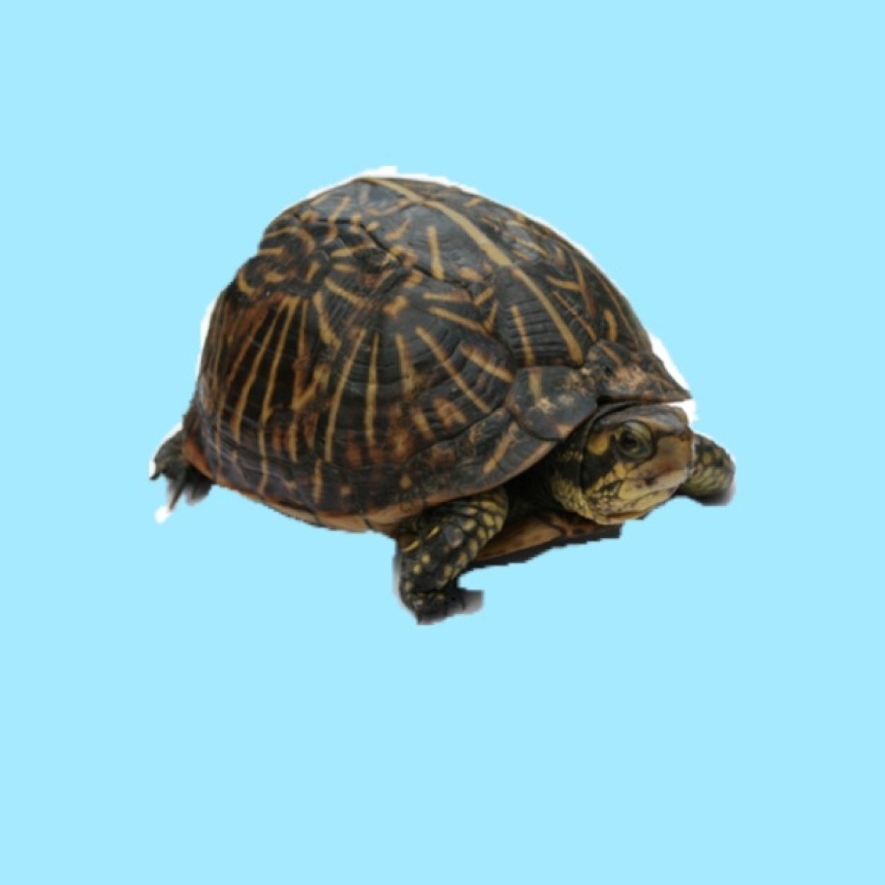 im sorry is my swag distracting you¿? #swagsincebirth #teamturtledick
