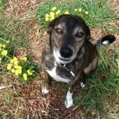 ThriveDogRescue's profile picture. Thrive Animal Rescue is a rescue organization founded by Cece Bloum, whose mission is to place homeless dogs with their forever families.