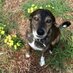 Thrive Animal Rescue (@thrivedogrescue) Twitter profile photo Thrive Animal Rescue (@thrivedogrescue) Twitter profile photo