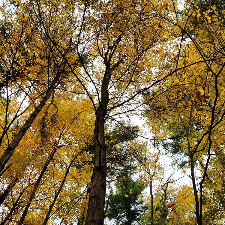 Vermont Climate Assessment, historical and future looks at climate change impacts on Vermont's communities and livelihoods