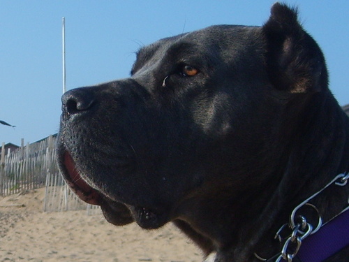 Large and In Charge! Fighting the good fight for Cane Corsos everywhere!!!
