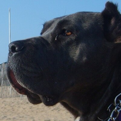Mia On Twitter It Really Is Beautiful Almost Cane Corso