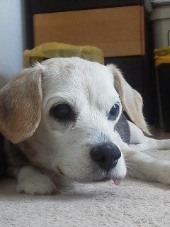 vitonumi1214's profile picture. Climate activist trainee.