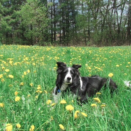 Animal advocate, dog and cat mom, promoter of dog, cat, pet rescue,  vegan  real estate investor , amateur pond  builder, amateur photographer