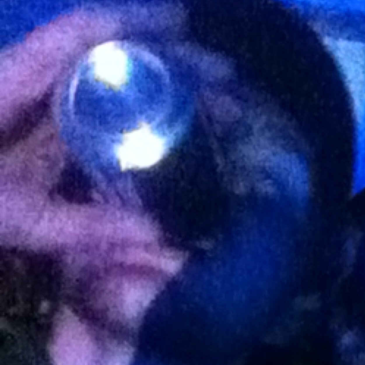 Project_Vets's profile picture. 