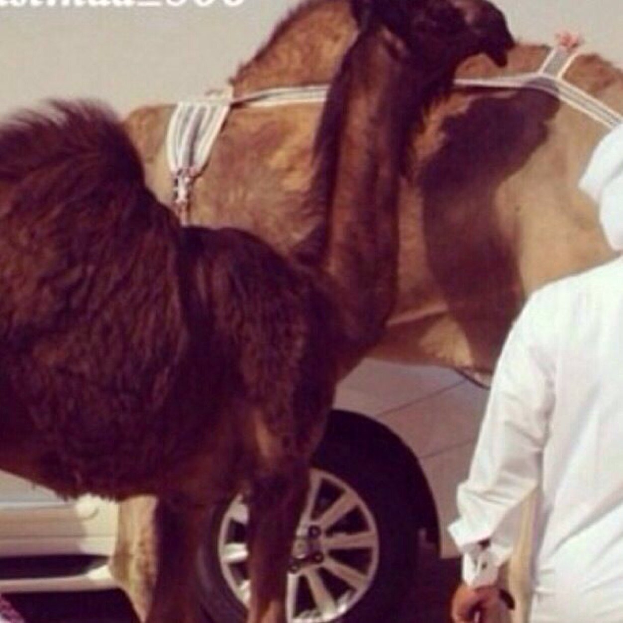 ‏هذا الموقع لعرض الابل سوى بيع او شراء والتواصل بين ملاك عطايا الله.  للعرض ارسال الصوره خاص وسيتم نشرها