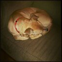 Alyssa Shoop - @motleycrue0920 - Twitter