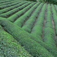 Taiwan Native Tea (@taiwannativetea) 's Twitter Profile