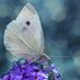 Pieris rapae (@pierisproject) Twitter profile photo Pieris rapae (@pierisproject) Twitter profile photo