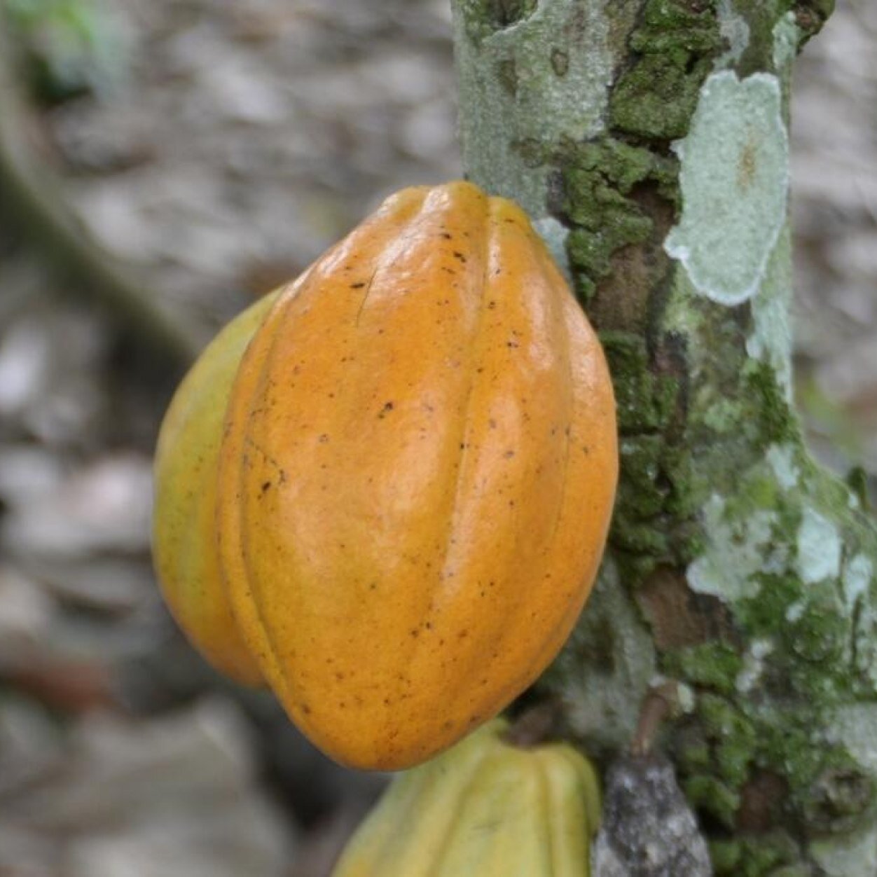 CaminoVerdCacao's profile picture. Sustainably growing the best cacao in Ecuador. Fino de aroma.Preferred by chocolate makers. The taste of unique & quality cacao.#agropurism #agrotourism