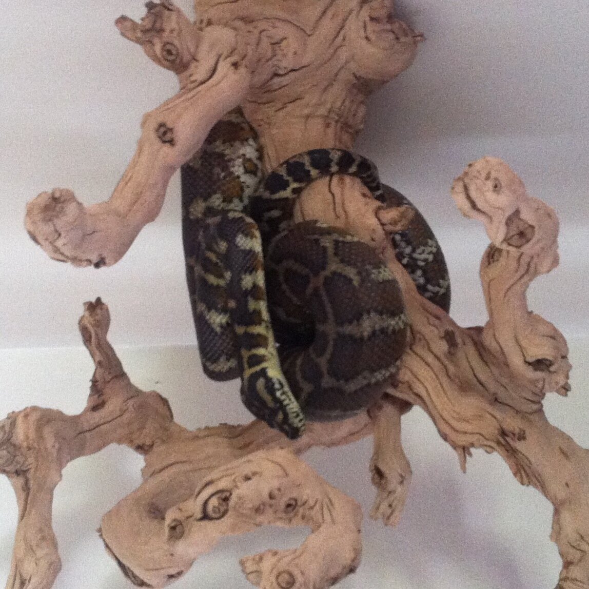Design and Fabricate custom reptile terrariums as well as buy, Sell, Trade, Exotic reptiles.