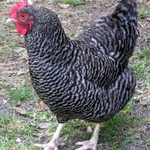 Kienyeji Chicken Commercialisation.