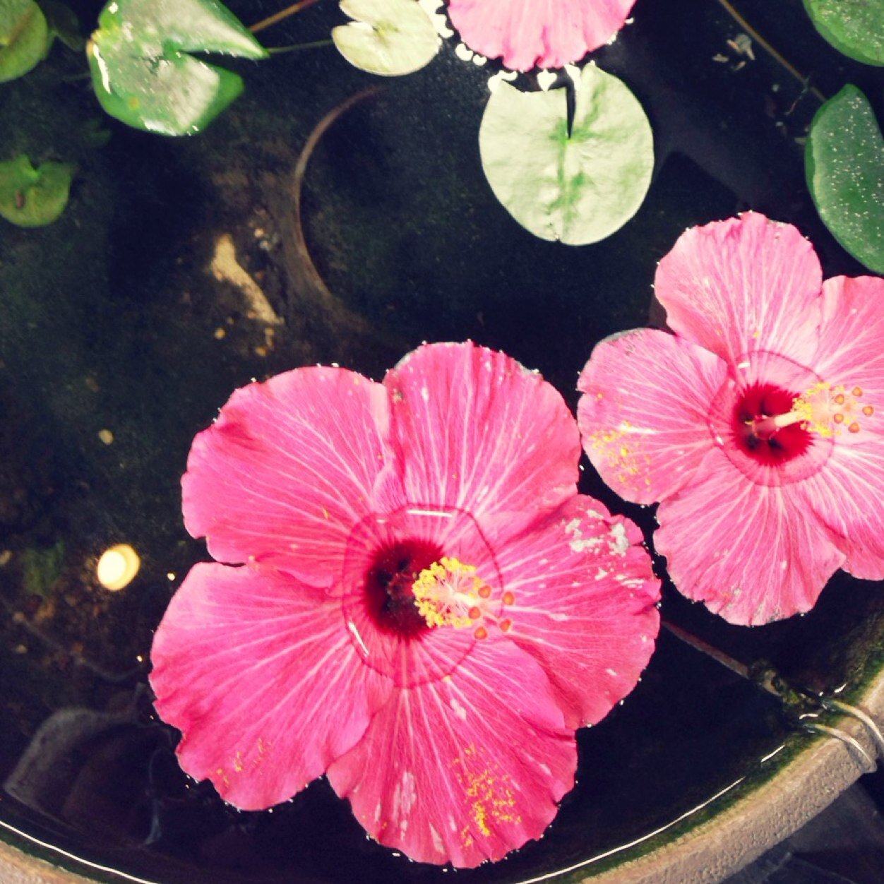 biggame1010's profile picture. 鍵あか、ただのつぶやき