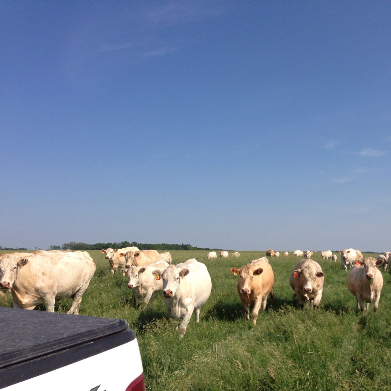 Purebred, registered, performance tested Charolais cattle located in SW Manitoba, Canada. Family owned and operated. Dedicated to Charolais for over 45 years.