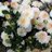 1434Noorali's profile image