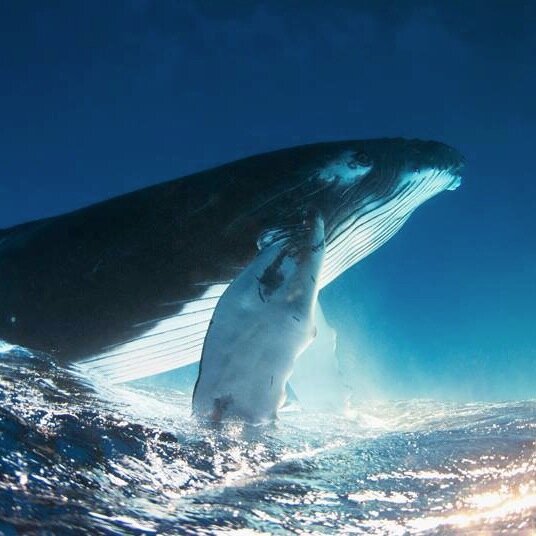 SeaChangeCoach's profile picture. KAIZEN