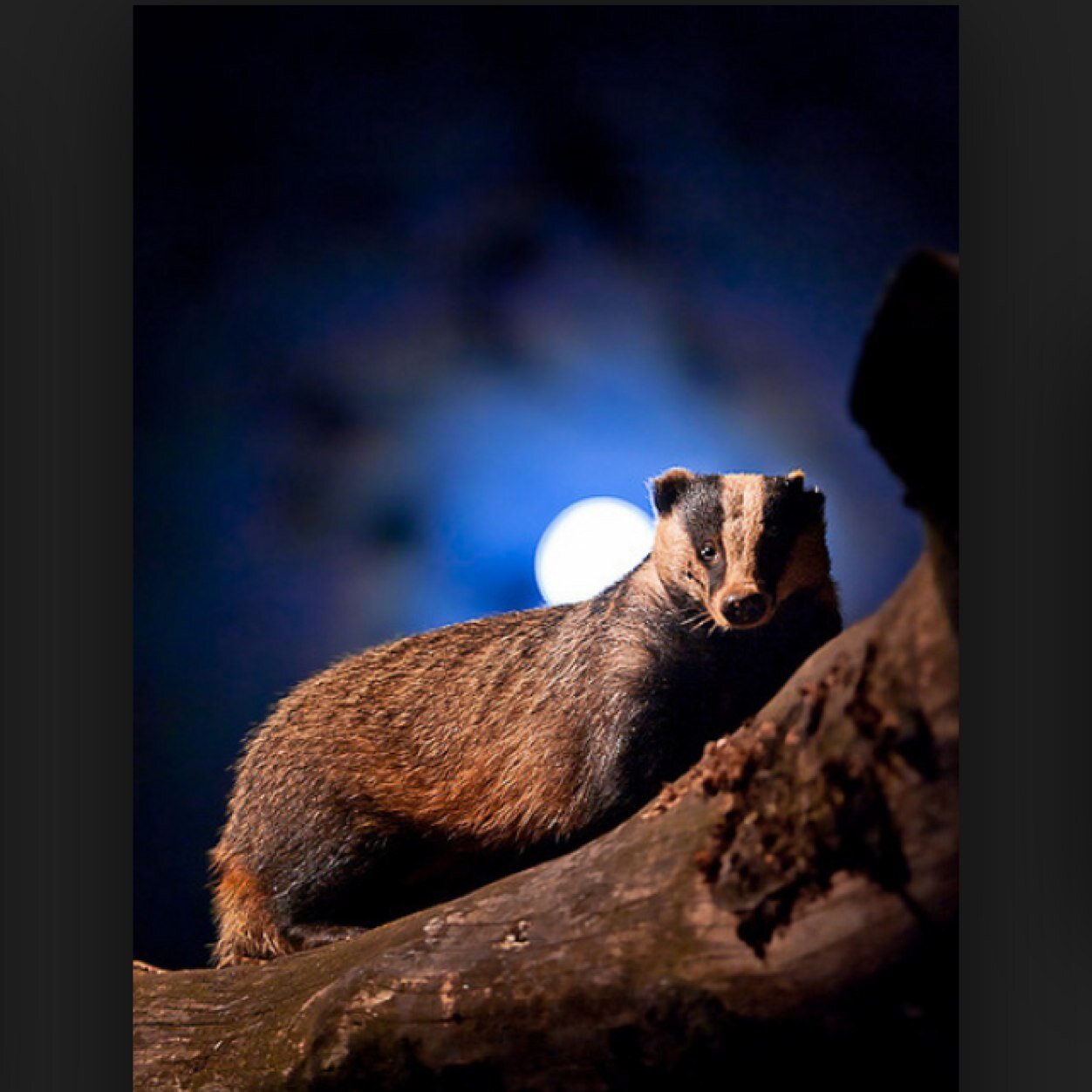 summer_fun411's profile picture. The best badgers bringing you the best dirty secrets of the summer.