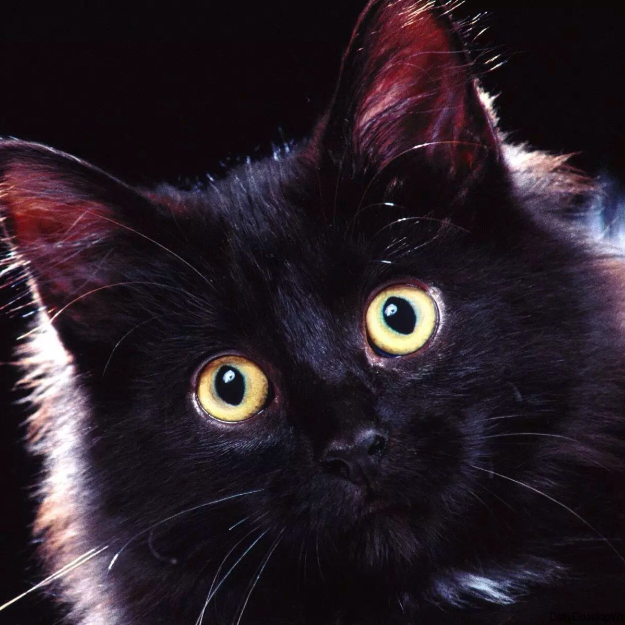 Luv4felines's profile picture. A #Cat enthusiast that loves all kinds of felines, domestic and wild. Tweeting pics, vids, and facts about our furry friends. Pics not mine, just share them