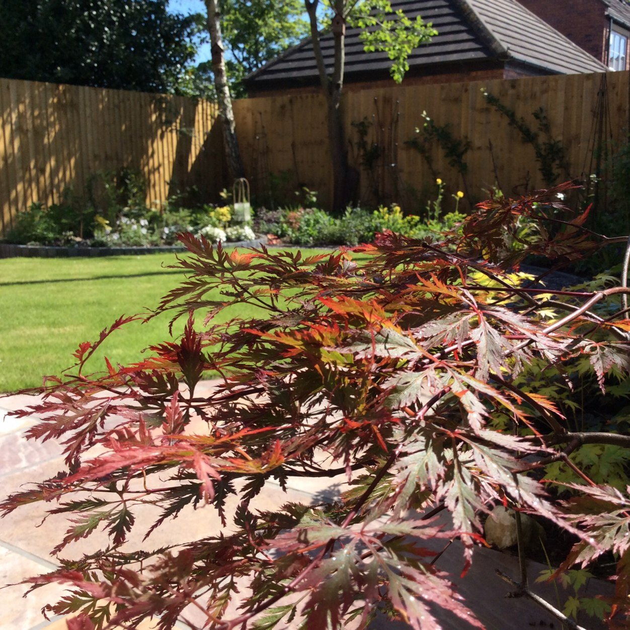 gillian101's profile picture. retired teacher, sometime garden designer, lover of plants and contemporary, innovative garden design