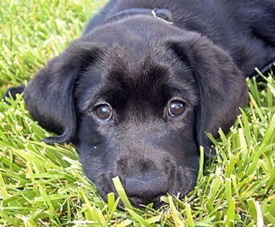 1th y.o | cute doggy | love journey | @jonssshon is my blvd dad :*