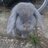sambaileyrab's profile image