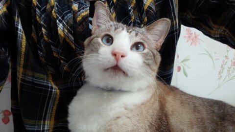 主に日常中心(愚痴)を呟く。
犬・猫が好き。

Twitter控える為、ログアウト中！
用がある人は別ルートで連絡してね～