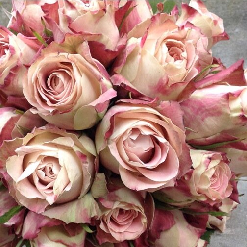 GreenMyrtleYork's profile picture. I am a Florist based in York, North Yorkshire with a background in flower retail and horticulture.