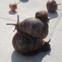 Debra MacLeod (@debra52410871) 's Twitter Profile